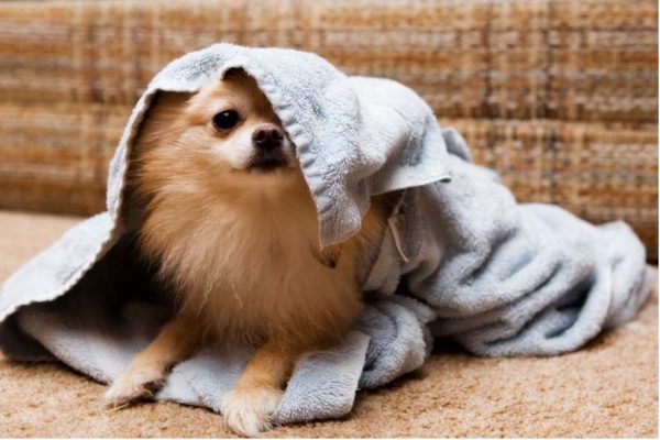 lemmiklooma sõbralik vannituba